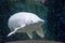 A rare Platinum snow white Alligator gar Atractosteus spatula while swimming on a huge aquarium somewhere in asia