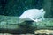 A rare Platinum snow white Alligator gar Atractosteus spatula while swimming on a huge aquarium somewhere in asia