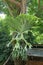 Rare Platycerium superbum, Crown Indian Disk Staghorn fern on the tree