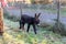 Rare Poitou donkey foal