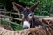 Rare Poitou Donkeys