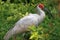 Rare and precious birds fly freely for crested ibis to return to naturewn