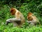 A rare proboscis monkey in the mangrove of Labuk Bay