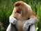 A rare proboscis monkey in the mangrove of Labuk Bay