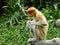 A rare proboscis monkey in the mangrove of Labuk Bay