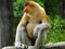 A rare proboscis monkey in the mangrove of Labuk Bay