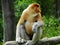 A rare proboscis monkey in the mangrove of Labuk Bay