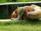 A rare proboscis monkey in the mangrove of Labuk Bay