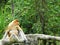 A rare proboscis monkey in the mangrove of Labuk Bay