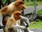 A rare proboscis monkey in the mangrove of Labuk Bay