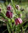 Rare purple chequered Snake`s Head Fritillary flowers grow in the grass in Pinner, London, UK. Photographed in mid April.