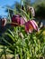 Rare purple chequered Snake`s Head Fritillary flowers grow in the grass in Pinner, London, UK. Photographed in mid April.