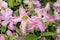 Rare purple and white flowers close up