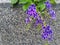 Rare purple wildflowers