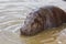 A rare pygmy hippopotamus (Choeropsis liberiensis)