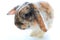 Rare rabbit color. Orange black white dwarf lop widder bunny with special tricolor pattern. Rabbit patterns. Orange fox