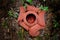 Rare Rafflesia plant. Worlds biggest flower