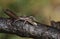 A rare Raft Spider Dolomedes fimbrata eating a Caterpillar.