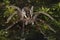 A rare Raft Spider Dolomedes fimbrata looking for prey on top of the water.