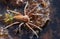 Rare Raft Spider Dolomedes fimbriatus hunting for food in a pond .