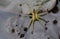 A rare Raft Spider Dolomedes fimbriatus perching on a leaf in a pond hunting for food.