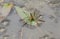 A rare Raft Spider Dolomedes fimbriatus perching on a leaf in a pond hunting for food.