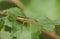 A rare Raft Spider, Dolomedes fimbriatus, perching on a leaf of a small tree growing at the edge of a bog.