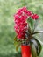 Rare red blooming orchid phalaenopsis Buddha Treasure