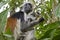 Rare Red Colobus Monkey with little