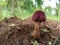 Rare Red colour mushroom in indian jungle