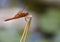 Rare Red dragonfly photographed in Late summer in New Mexico.