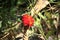 Rare Red Marrygold of Indian Himalayan Range