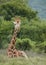 Rare Reticulated Giraffe, Giraffa camelopardalis reticulata at Aberdare