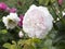 Rare rose flower at cultivation garden species