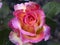 Rare rose flower at cultivation garden species