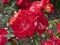 Rare rose flower at cultivation garden species Caramba