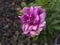 Rare rose flower at cultivation garden species Hansa