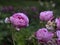Rare rose flower at cultivation garden species La Reine Victoria Queen