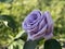 Rare rose flower at cultivation garden species Mamy Blue