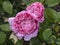 Rare rose flower at cultivation garden species Mary Roses