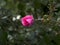 Rare rose flower at cultivation garden species mirato