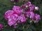 Rare rose flower at cultivation garden species Reine des violettes