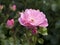 Rare rose flower at cultivation garden species Satina