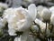 Rare rose flower at cultivation garden species white