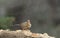 Rare Rusty-cheeked Scimiter Babbler at Sattal lake,Uttarakhand,India