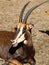 Rare Sable antelope