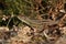 A rare Sand Lizard Lacerta agilis sunbathing in the undergrowth.