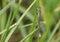 A rare Scarce Emerald Damselfly, Lestes dryas, perching on a reed at the edge of a stream.