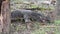 Rare scene of giant Lizard or Comodo dragon is hunting and killing a life fresh water snake-head fish in the tropical jungle