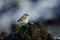 A rare Siberian Chiffchaff  Phylloscopus collybita tristis  searching for insects on a dung heap.